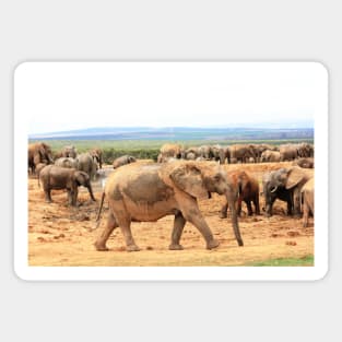 African Wildlife Photography Elephant Cameo Magnet